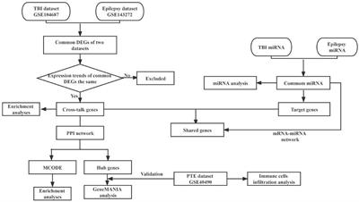 Exploring the pathogenesis linking traumatic brain injury and epilepsy via bioinformatic analyses